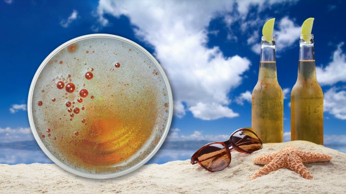 Cameroon - Pilsner Beer – Food & Drinks