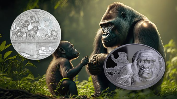 Cameroon - Gorilla – Growing Up