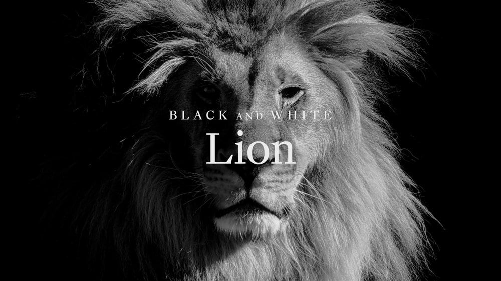 Cook Islands - Black and White – Lion