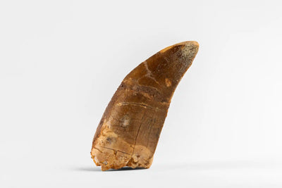 Cook Islands - Jurassic Relics – Carcharodontosaurus – 1 Unze