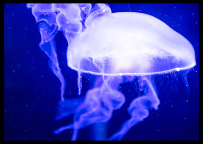 Jellyfish, In the Blue - Roberto Cavalli