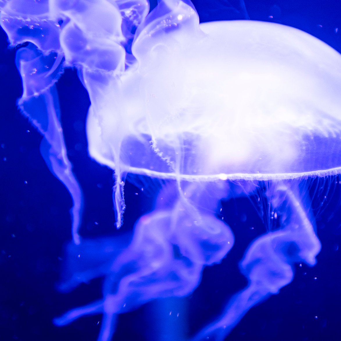 Jellyfish, In the Blue - Roberto Cavalli