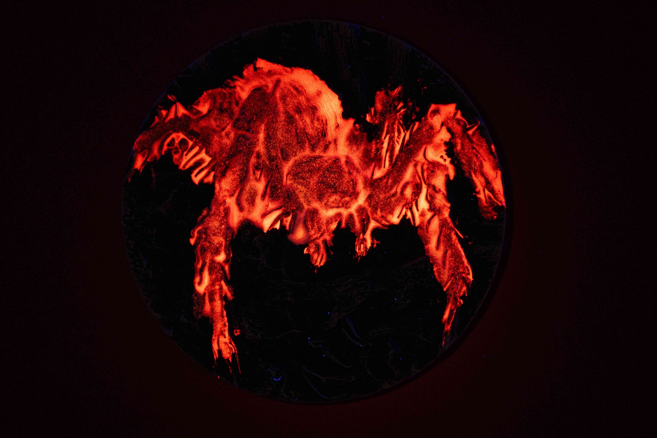 Cameroon - Tarantula Spiders - 2 oz