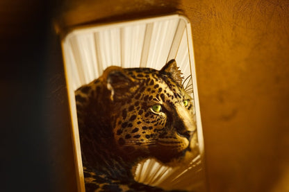 Cook Islands - Barre de Luxe – Leopard