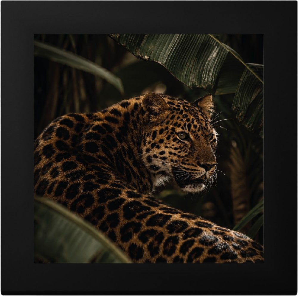 Cook Islands - Barre de Luxe – Leopard