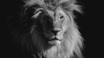 Cook Islands - Black and White – Lion